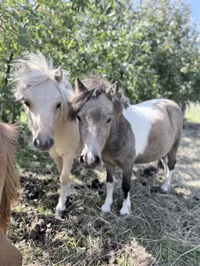 Barbiepony sucht Traum zuhause