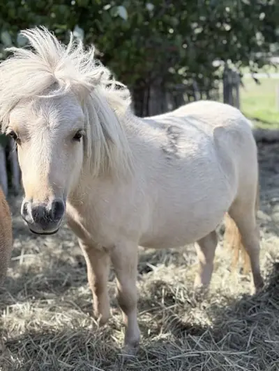Barbiepony sucht Traum zuhause