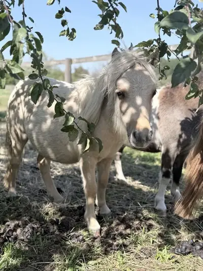 Barbiepony sucht Traum zuhause