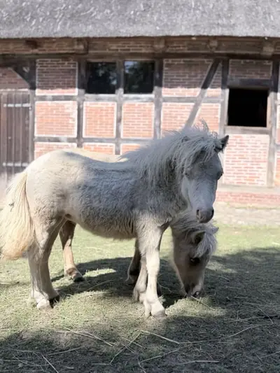 Zaubermaus sucht Neues Zuhause