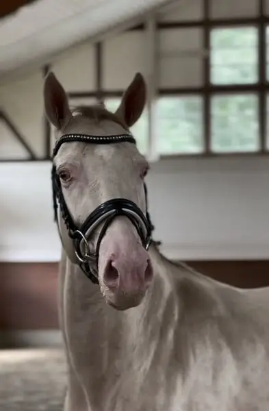 Goldpony sucht Traum zuhause