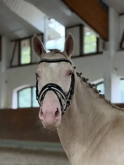 Goldpony sucht Traum zuhause