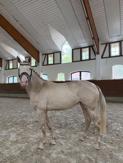 Goldpony sucht Traum zuhause