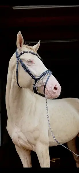 Goldpony sucht Traum zuhause