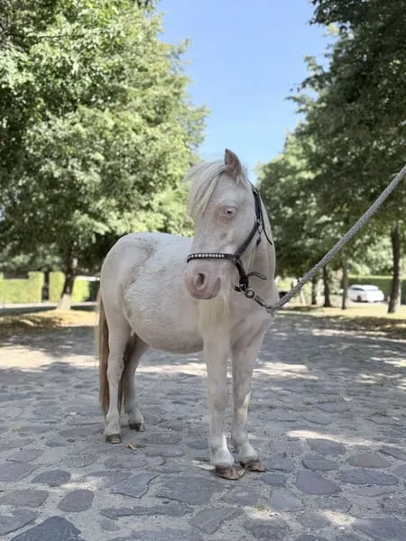 Rudi sucht sein neues Zuhause 🤎🐴