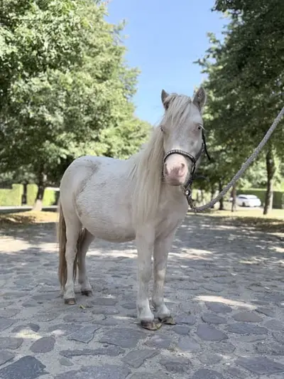 Rudi sucht sein neues Zuhause 🤎🐴
