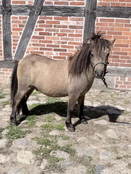 vielversprechender junger Ponyhengst sucht sein Zuhause