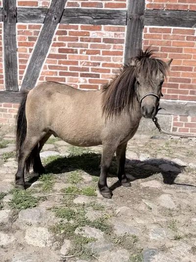 vielversprechender junger Ponyhengst sucht sein Zuhause
