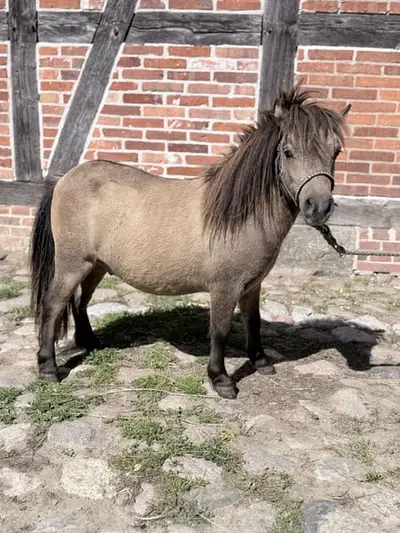 vielversprechender junger Ponyhengst sucht sein Zuhause