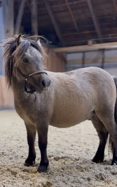 vielversprechender junger Ponyhengst sucht sein Zuhause