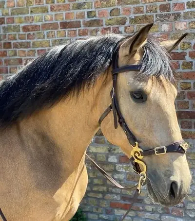 hackamore free-riding imperial en acier inoxydable et laiton, marron, noir - poney - kb