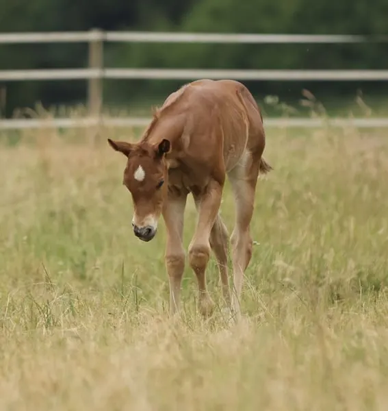 QH Stutfohlen mit Top- Pedigree