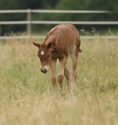 Pouliche Quarter Horse avec pedigree de premier ordre