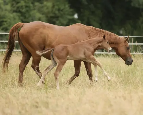 QH Stutfohlen mit Top- Pedigree