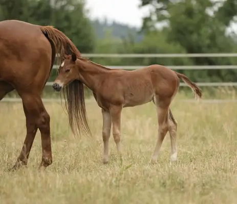 QH Stutfohlen mit Top- Pedigree