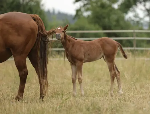 QH Stutfohlen mit Top- Pedigree