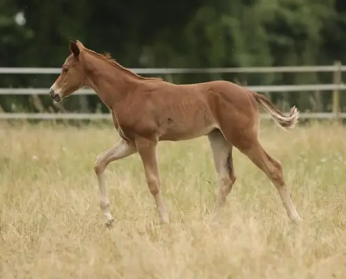 QH Stutfohlen mit Top- Pedigree