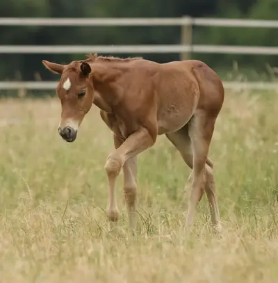 QH Stutfohlen mit Top- Pedigree