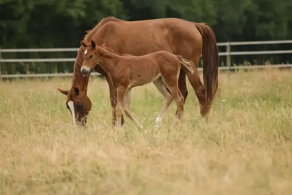 QH Stutfohlen mit Top- Pedigree
