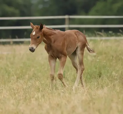 QH Stutfohlen mit Top- Pedigree