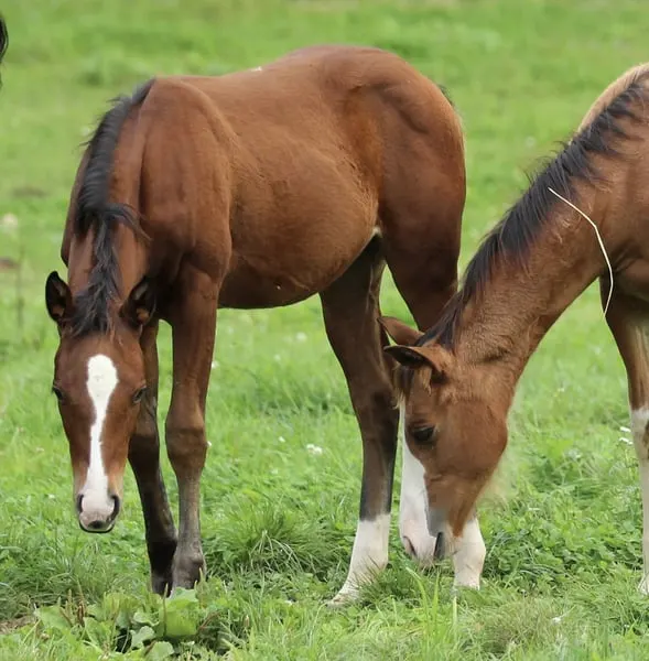 Quarter Horse Stutfohlen von Little Chex to Cash