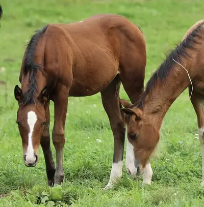 Potranca Quarter Horse de Little Chex to Cash