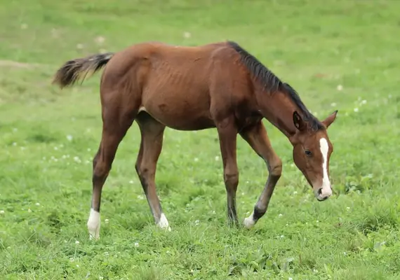 Quarter Horse Stutfohlen von Little Chex to Cash