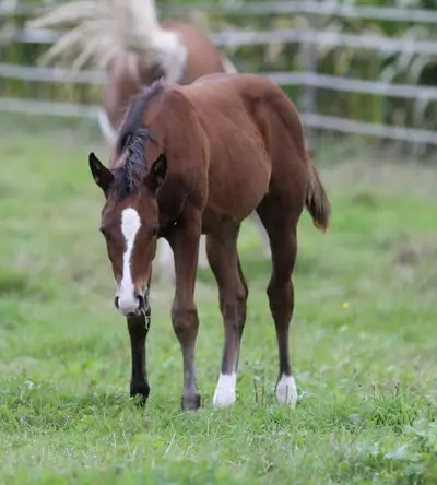 Quarter Horse Stutfohlen von Little Chex to Cash