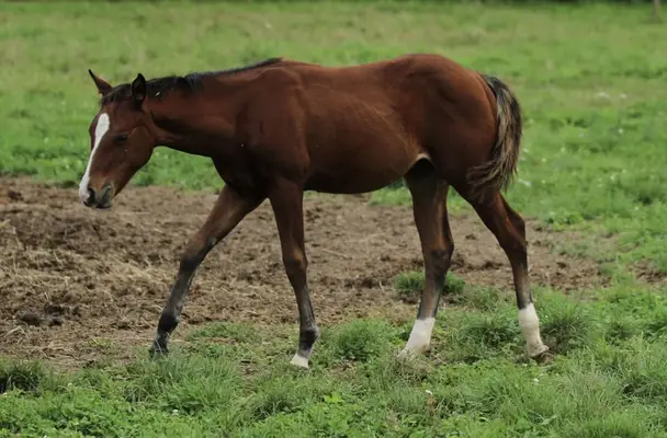 Quarter Horse Stutfohlen von Little Chex to Cash