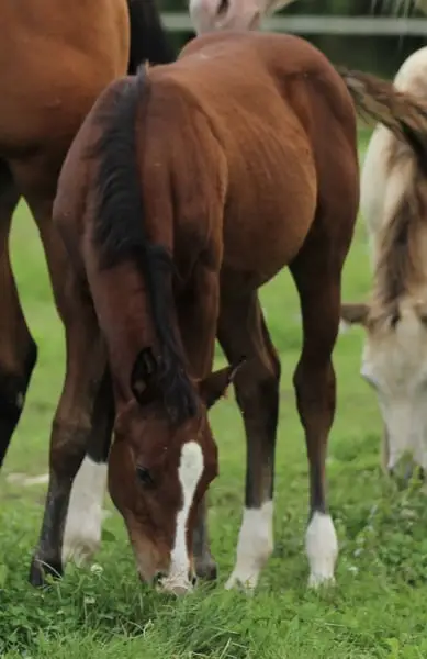 Quarter Horse Stutfohlen von Little Chex to Cash