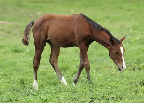 Quarter Horse Stutfohlen von Little Chex to Cash
