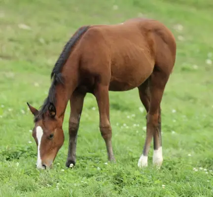 Quarter Horse Stutfohlen von Little Chex to Cash