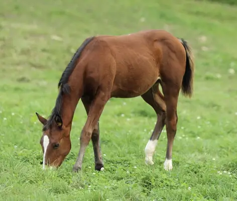 Quarter Horse Stutfohlen von Little Chex to Cash