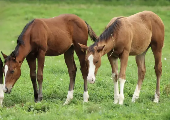 Quarter Horse Stutfohlen von Little Chex to Cash