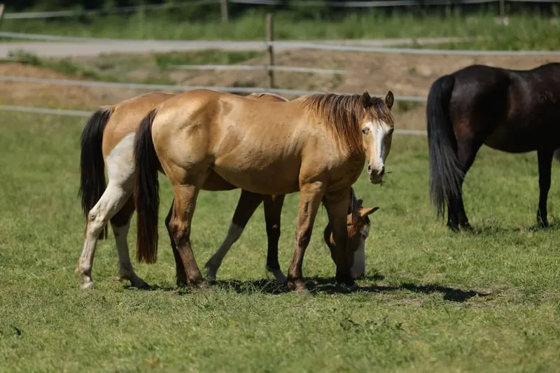 Quarter Horse (AQHA) Stute, amber champagne splash, 06/2023
