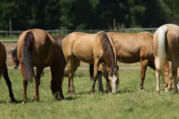 Quarter Horse (AQHA) Stute, amber champagne splash, 06/2023