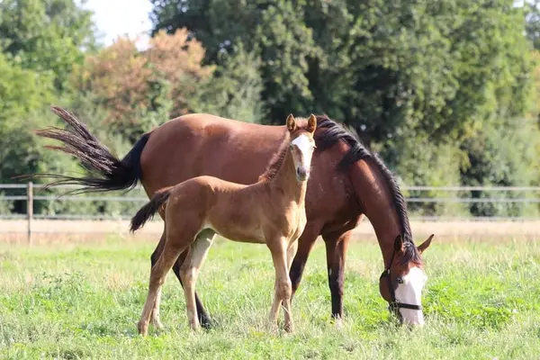 Quarter Horse (AQHA) Stute, amber champagne splash, 06/2023
