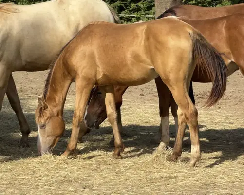 Quarter Horse (AQHA) Stute, amber champagne splash, 06/2023