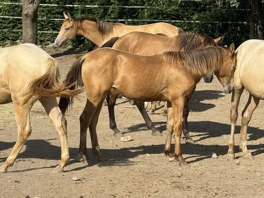 Quarter Horse (AQHA) Stute, amber champagne splash, 06/2023