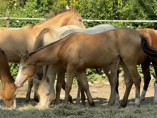 Quarter Horse (AQHA) Stute, amber champagne splash, 06/2023