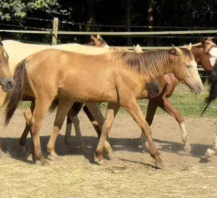 Quarter Horse (AQHA) Stute, amber champagne splash, 06/2023