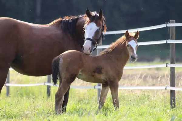 Quarter Horse (AQHA) Stute, amber champagne splash, 06/2023
