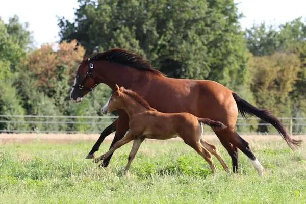 Quarter Horse (AQHA) Stute, amber champagne splash, 06/2023