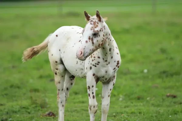 POA Hengstfohlen, sorrel leopard