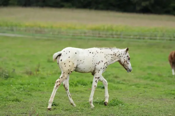 POA Hengstfohlen, sorrel leopard