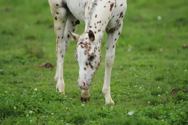 POA Hengstfohlen, sorrel leopard