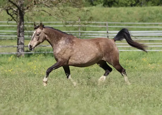 Deutsche Reitpony Stute, buckskin