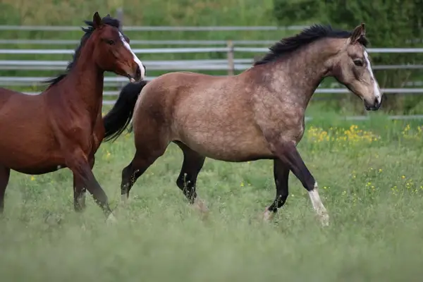 Deutsche Reitpony Stute, buckskin