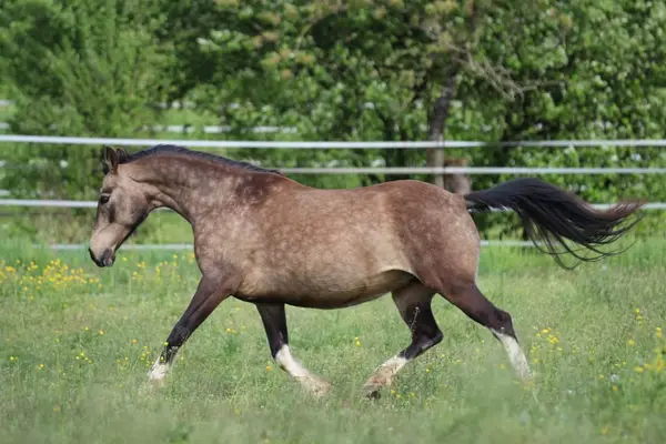 Deutsche Reitpony Stute, buckskin