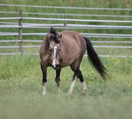 Deutsche Reitpony Stute, buckskin